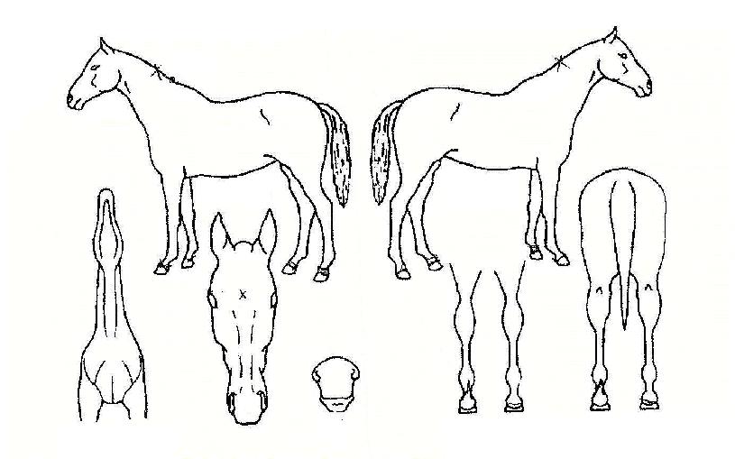 °ñµç¸ÇÀÇ Ãø¸é,¿ì¸é,µÞ¸é,µÎ»ó,´Ù¸®ÀÇ Æ¯Â¡µµÇØ