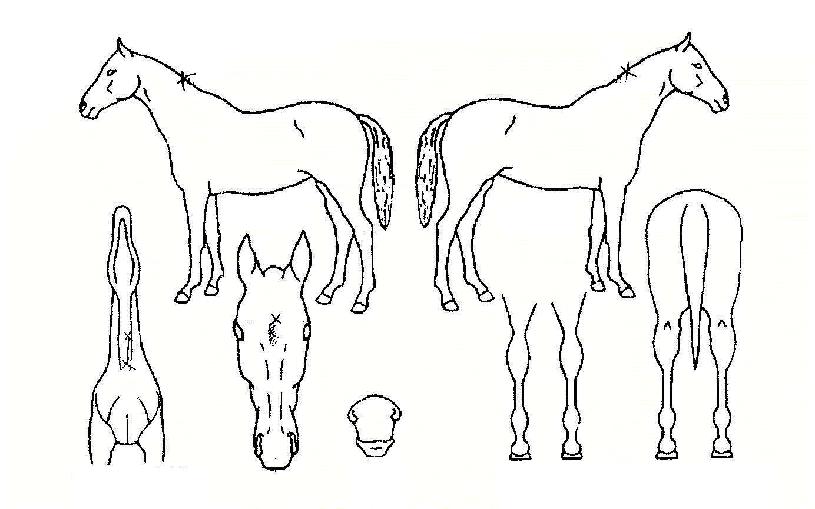 µ¹Ç³Á¦ÀÏÀÇ Ãø¸é,¿ì¸é,µÞ¸é,µÎ»ó,´Ù¸®ÀÇ Æ¯Â¡µµÇØ