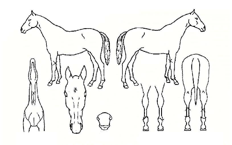 ����Ŭ������ ����,���,�޸�,�λ�,�ٸ��� Ư¡����