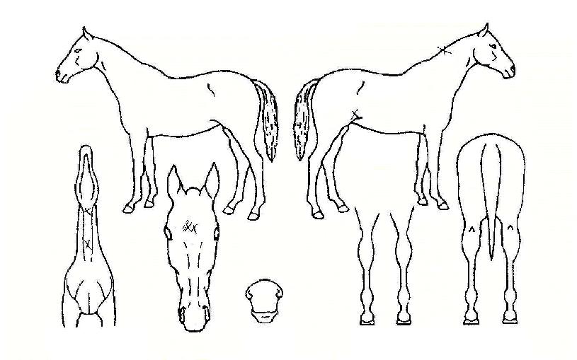 ÆÝ´õÇÏÀÌÀÇ Ãø¸é,¿ì¸é,µÞ¸é,µÎ»ó,´Ù¸®ÀÇ Æ¯Â¡µµÇØ