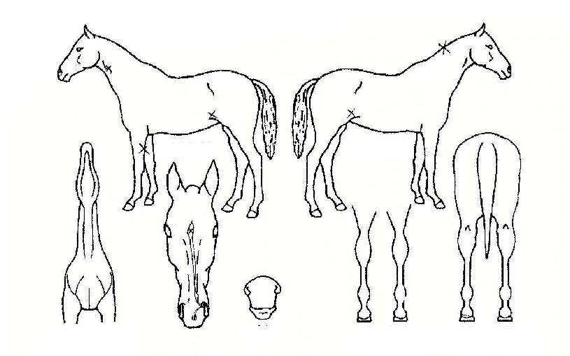 �������� ����,���,�޸�,�λ�,�ٸ��� Ư¡����