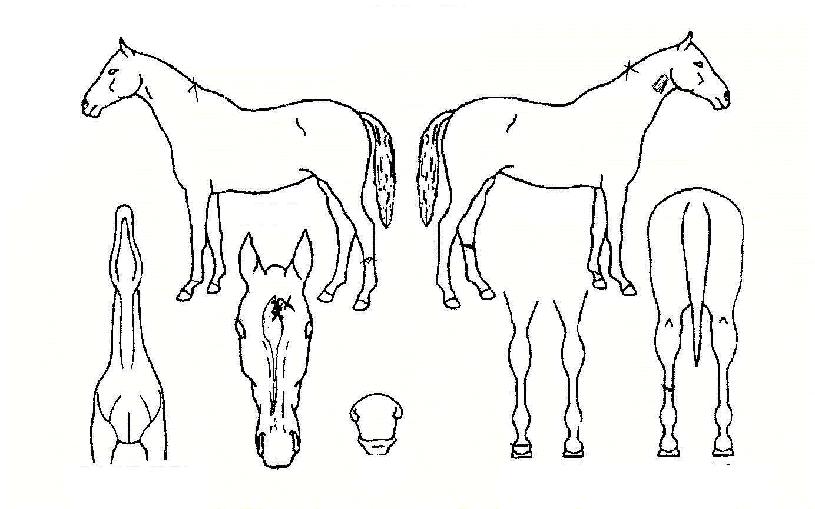 õ�η��� ����,���,�޸�,�λ�,�ٸ��� Ư¡����