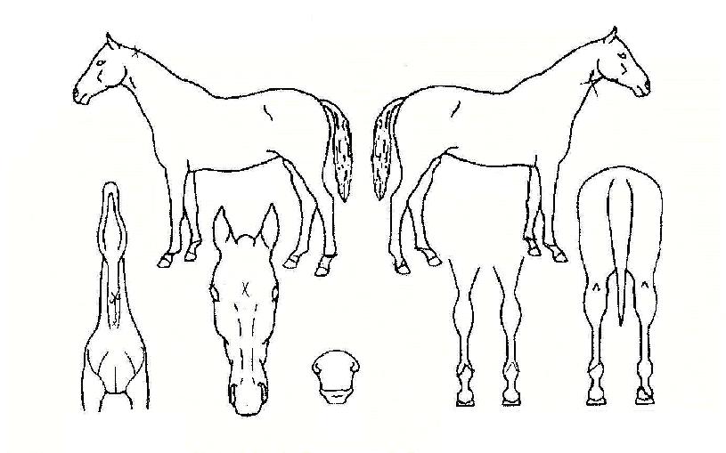 ������̾�Ʈ�� ����,���,�޸�,�λ�,�ٸ��� Ư¡����