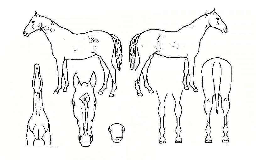 Å»êºÏµÎÀÇ Ãø¸é,¿ì¸é,µÞ¸é,µÎ»ó,´Ù¸®ÀÇ Æ¯Â¡µµÇØ