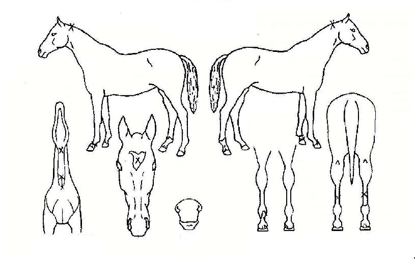 �����Ѹ��� ����,���,�޸�,�λ�,�ٸ��� Ư¡����