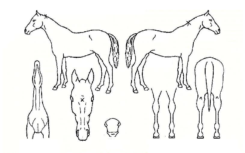 ´Þ¸®°íÀÇ Ãø¸é,¿ì¸é,µÞ¸é,µÎ»ó,´Ù¸®ÀÇ Æ¯Â¡µµÇØ