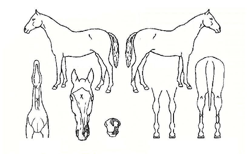 �������������� ����,���,�޸�,�λ�,�ٸ��� Ư¡����