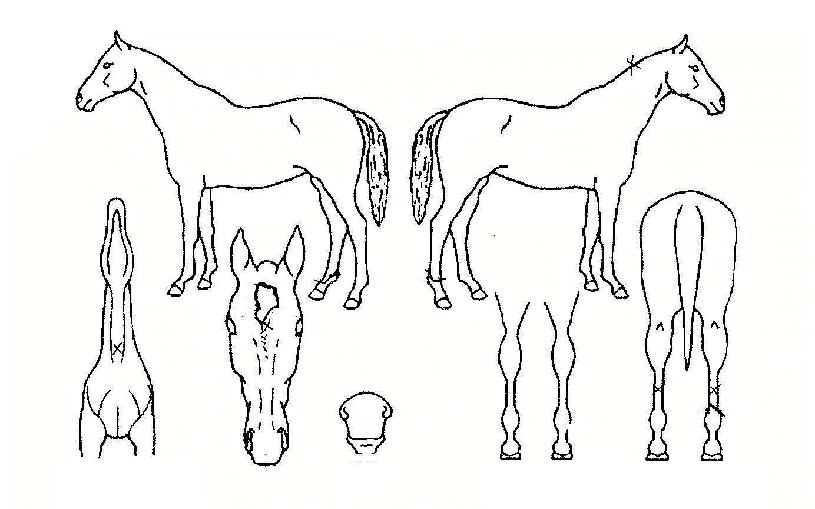 Æ®¸¯¿Àºê¹øµåÀÇ Ãø¸é,¿ì¸é,µÞ¸é,µÎ»ó,´Ù¸®ÀÇ Æ¯Â¡µµÇØ