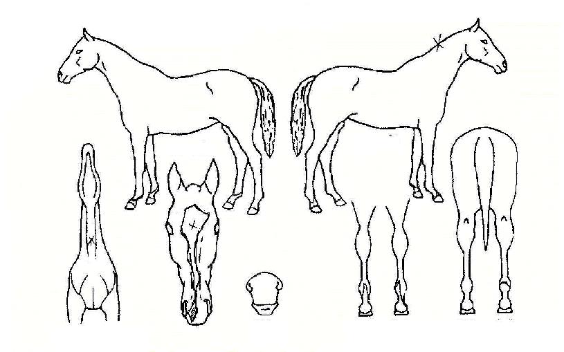 �Ҹ��ڸ��� ����,���,�޸�,�λ�,�ٸ��� Ư¡����