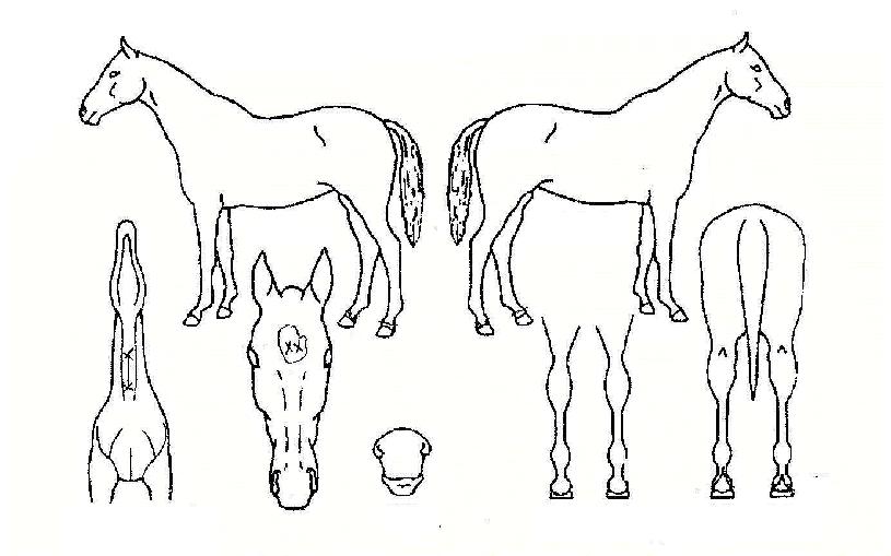 ��ǳ�ڸ��� ����,���,�޸�,�λ�,�ٸ��� Ư¡����