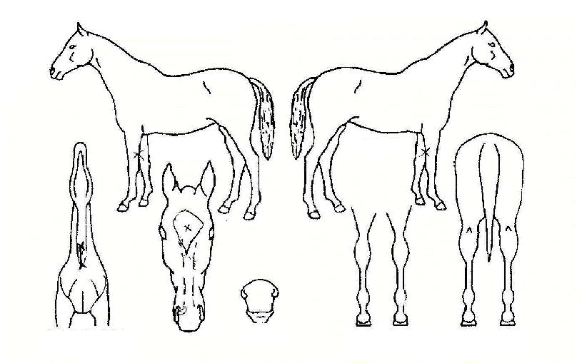 ���̵���ڸ��� ����,���,�޸�,�λ�,�ٸ��� Ư¡����