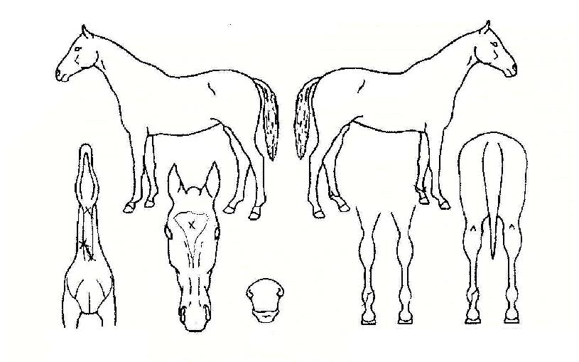 �����ɺ����� ����,���,�޸�,�λ�,�ٸ��� Ư¡����