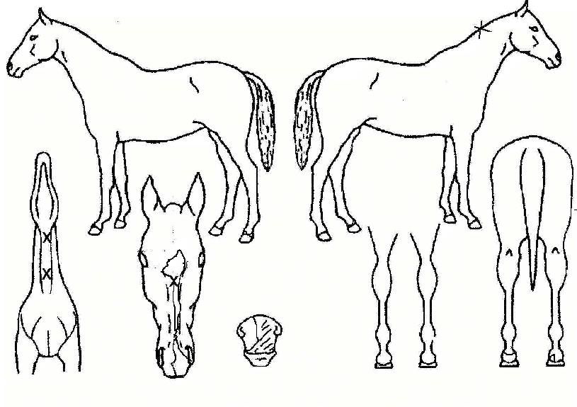 ���Ư���� ����,���,�޸�,�λ�,�ٸ��� Ư¡����