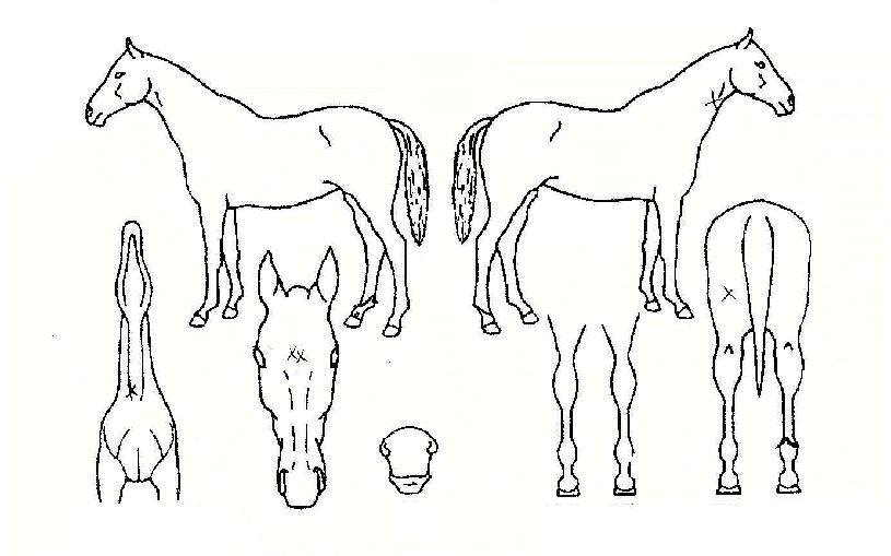 �ں���Ʈ�� ����,���,�޸�,�λ�,�ٸ��� Ư¡����