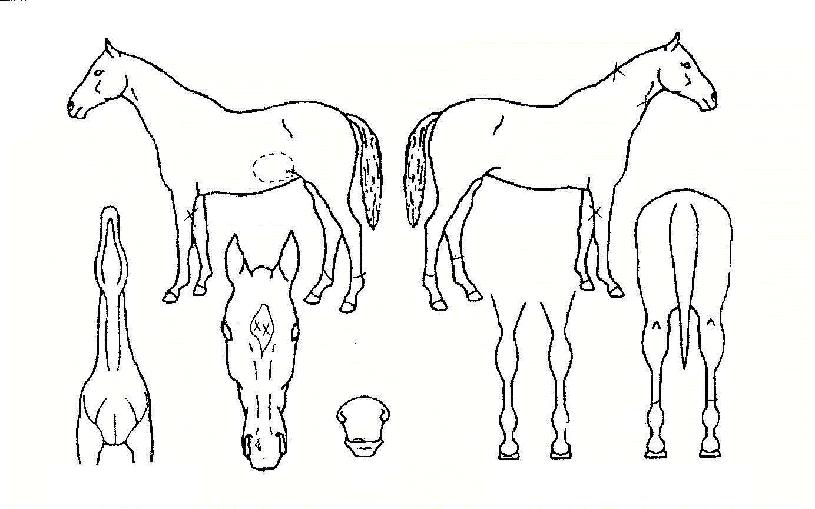 ��Ƽ�÷����� ����,���,�޸�,�λ�,�ٸ��� Ư¡����