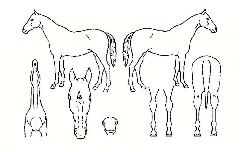 °ñÀú½º´Ï½ºÀÇ Ãø¸é,¿ì¸é,µÞ¸é,µÎ»ó,´Ù¸®ÀÇ Æ¯Â¡µµÇØ