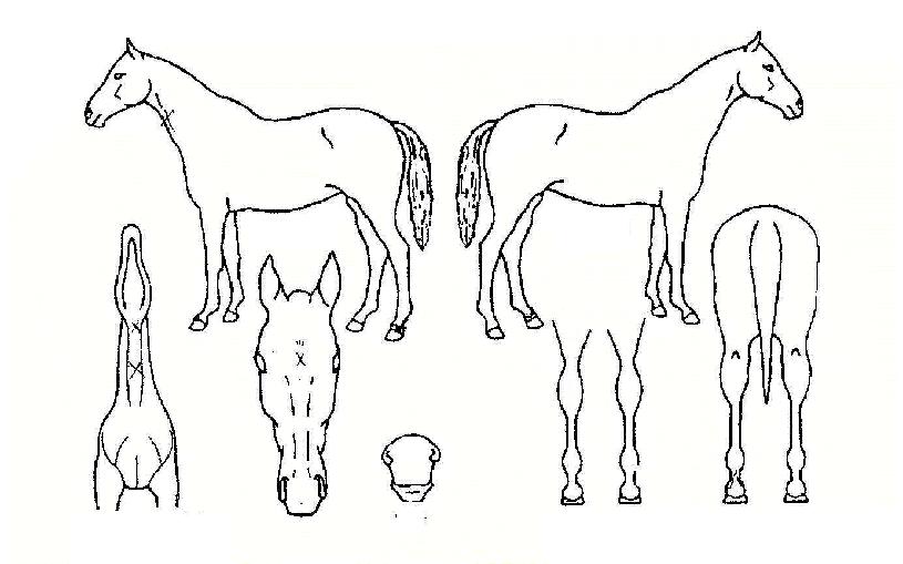 ·ÎÅ«·ÑÀÇ Ãø¸é,¿ì¸é,µÞ¸é,µÎ»ó,´Ù¸®ÀÇ Æ¯Â¡µµÇØ