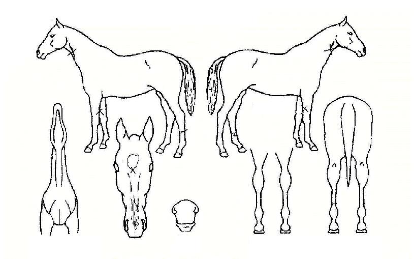 ������� ����,���,�޸�,�λ�,�ٸ��� Ư¡����