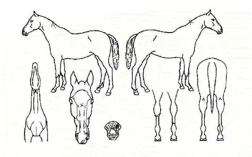 µå·¡°ï·¹À̵ðÀÇ Ãø¸é,¿ì¸é,µÞ¸é,µÎ»ó,´Ù¸®ÀÇ Æ¯Â¡µµÇØ