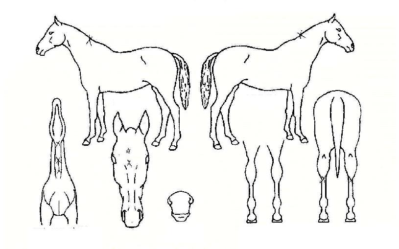 ÈǶóÆÄƼÀÇ Ãø¸é,¿ì¸é,µÞ¸é,µÎ»ó,´Ù¸®ÀÇ Æ¯Â¡µµÇØ