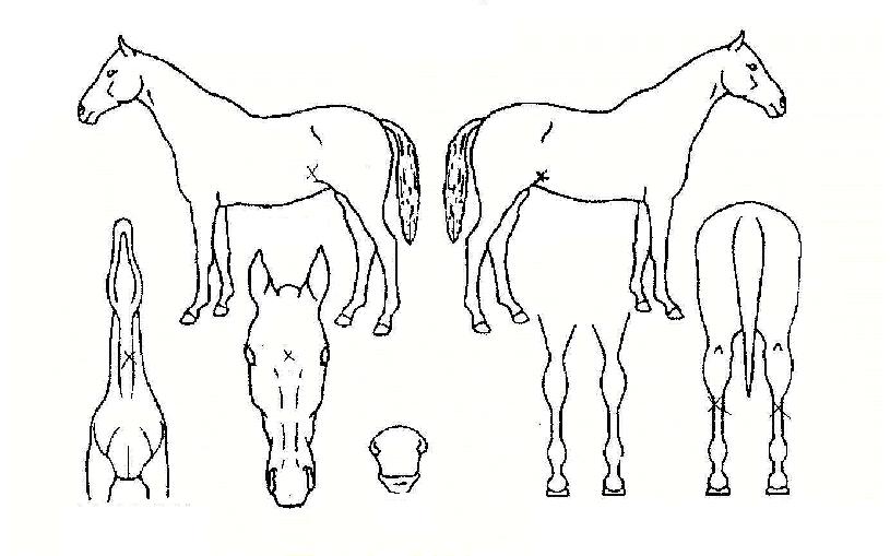 ޏð¶ó²ÞÀÇ Ãø¸é,¿ì¸é,µÞ¸é,µÎ»ó,´Ù¸®ÀÇ Æ¯Â¡µµÇØ