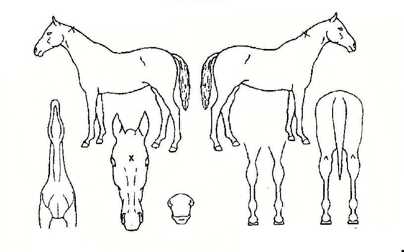 ½Å°è»çÀÇ Ãø¸é,¿ì¸é,µÞ¸é,µÎ»ó,´Ù¸®ÀÇ Æ¯Â¡µµÇØ