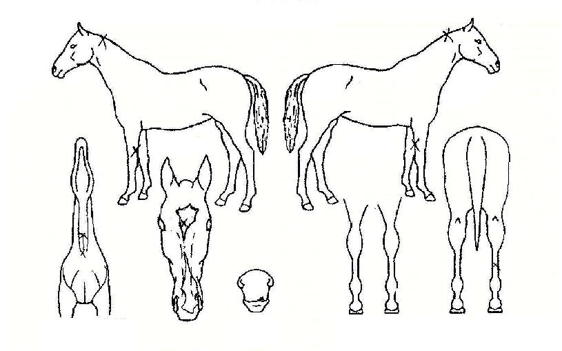 Ȳ������� ����,���,�޸�,�λ�,�ٸ��� Ư¡����