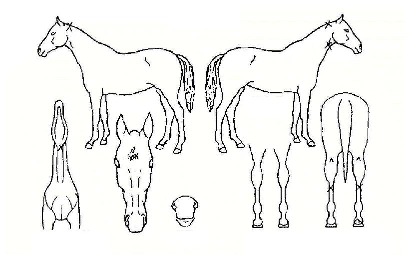 ºò¼ÇÁ¶óÀÌÁîÀÇ Ãø¸é,¿ì¸é,µÞ¸é,µÎ»ó,´Ù¸®ÀÇ Æ¯Â¡µµÇØ