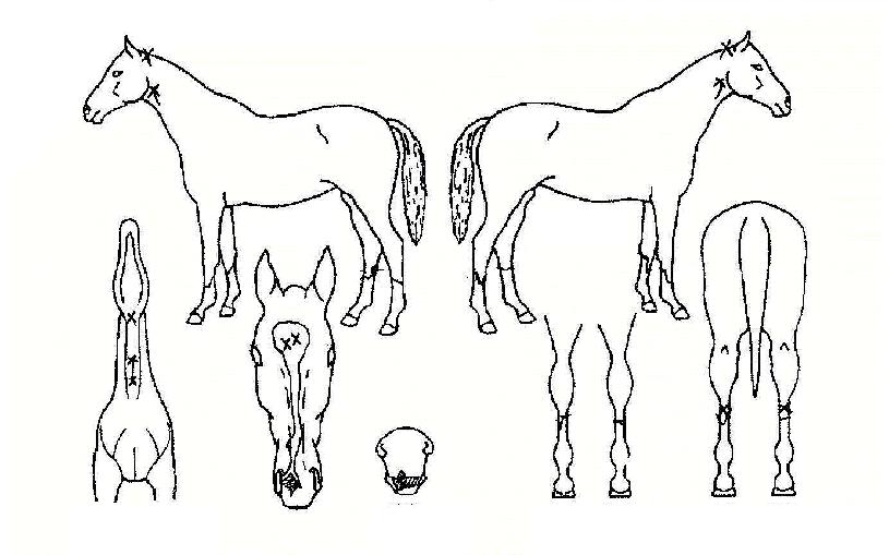 ���Ŭ������ ����,���,�޸�,�λ�,�ٸ��� Ư¡����