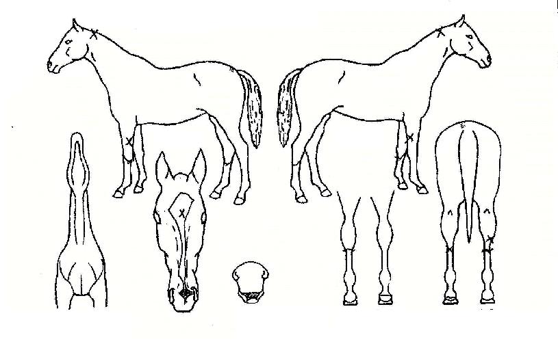 ��ǳó���� ����,���,�޸�,�λ�,�ٸ��� Ư¡����