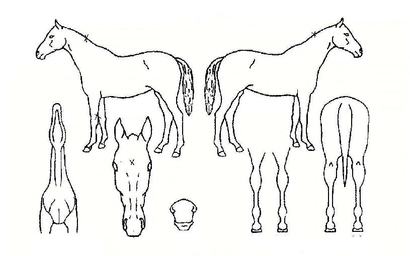 ¸±¾Ù¸®½ºÀÚ¸¶ÀÇ Ãø¸é,¿ì¸é,µÞ¸é,µÎ»ó,´Ù¸®ÀÇ Æ¯Â¡µµÇØ