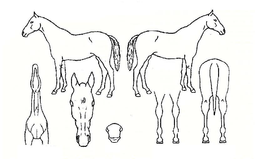 �۷θ��� ����,���,�޸�,�λ�,�ٸ��� Ư¡����