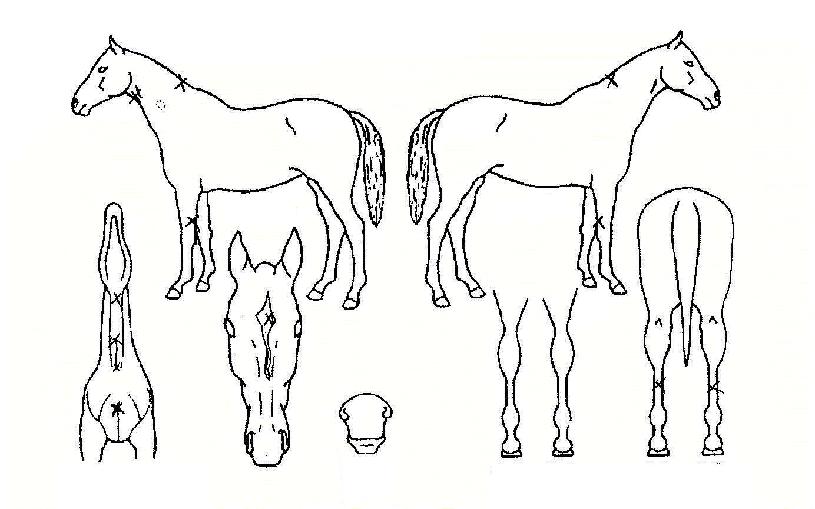 ´ëÁöÁ¦¿ÕÀÇ Ãø¸é,¿ì¸é,µÞ¸é,µÎ»ó,´Ù¸®ÀÇ Æ¯Â¡µµÇØ