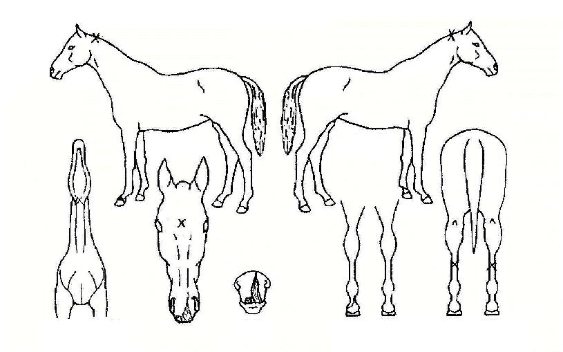 ·¹Àüµå·ÎµåÀÇ Ãø¸é,¿ì¸é,µÞ¸é,µÎ»ó,´Ù¸®ÀÇ Æ¯Â¡µµÇØ