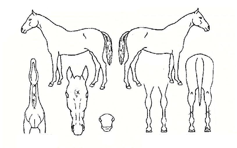 ���������� ����,���,�޸�,�λ�,�ٸ��� Ư¡����