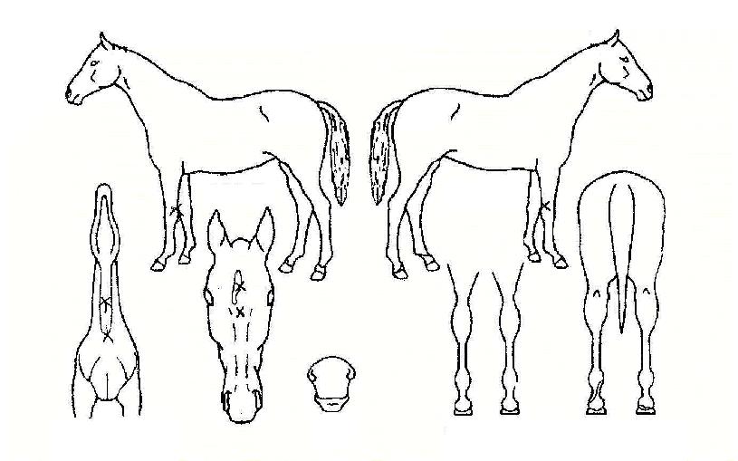 �������� ����,���,�޸�,�λ�,�ٸ��� Ư¡����