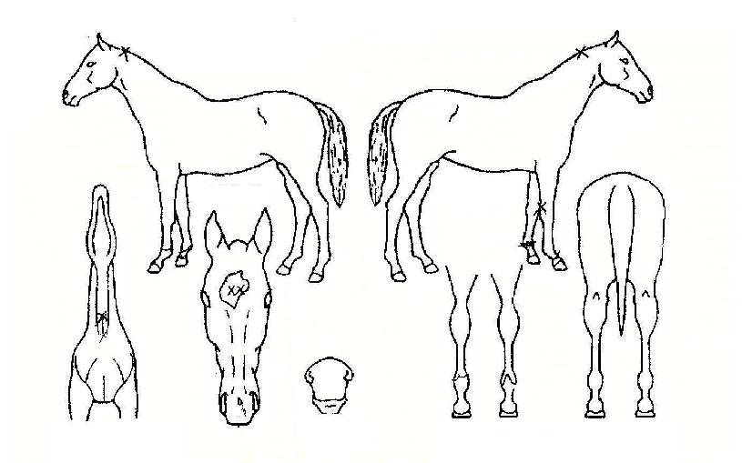 ����Ʈŷ�� ����,���,�޸�,�λ�,�ٸ��� Ư¡����