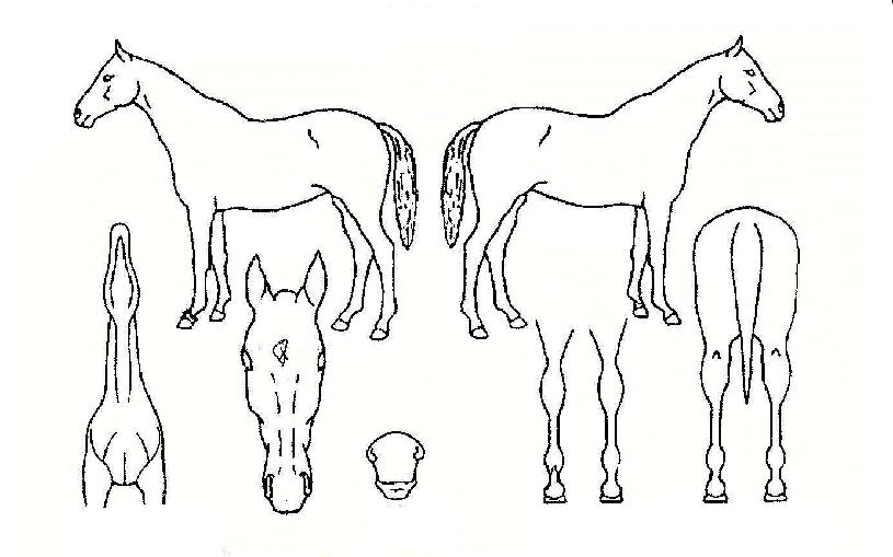 ���ߴ���� ����,���,�޸�,�λ�,�ٸ��� Ư¡����