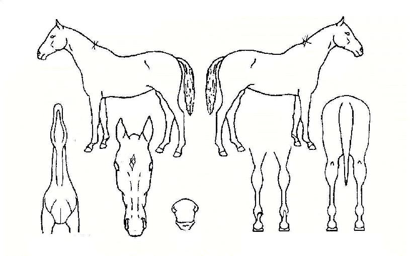 �������� ����,���,�޸�,�λ�,�ٸ��� Ư¡����