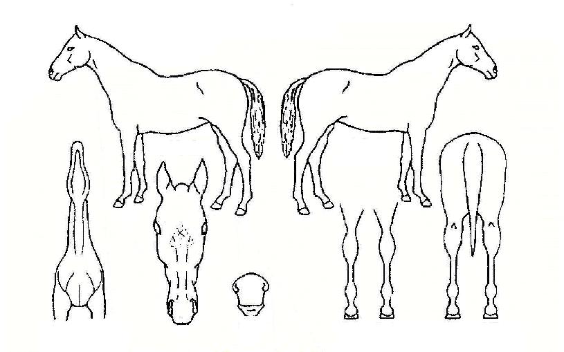 ����������� ����,���,�޸�,�λ�,�ٸ��� Ư¡����