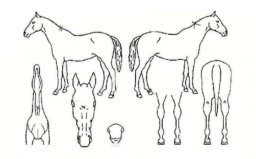 ����� ����,���,�޸�,�λ�,�ٸ��� Ư¡����