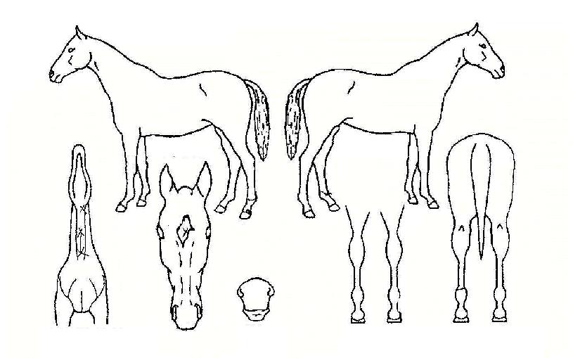 ÆÄƼÇÁ¸°¼¼½ºÀÚ¸¶ÀÇ Ãø¸é,¿ì¸é,µÞ¸é,µÎ»ó,´Ù¸®ÀÇ Æ¯Â¡µµÇØ