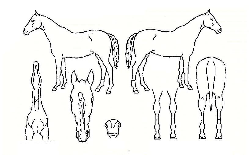 �׷��������� ����,���,�޸�,�λ�,�ٸ��� Ư¡����