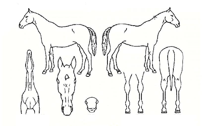 Â÷¹Ö´í¼ÀÇ Ãø¸é,¿ì¸é,µÞ¸é,µÎ»ó,´Ù¸®ÀÇ Æ¯Â¡µµÇØ