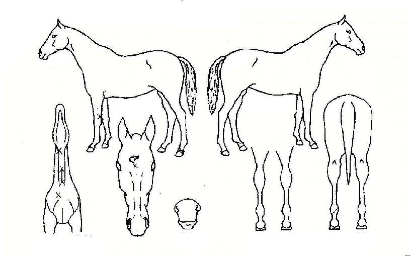 ŷ���̴��� ����,���,�޸�,�λ�,�ٸ��� Ư¡����