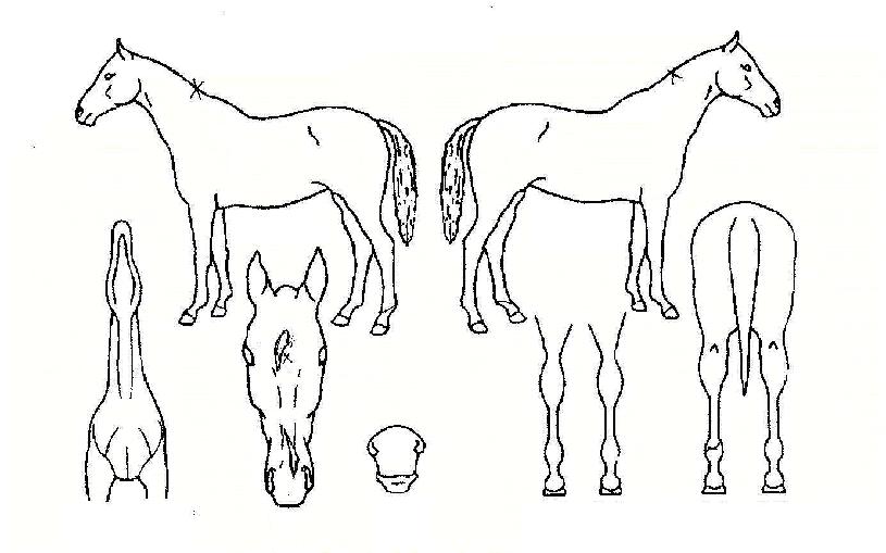 ��ȥ�� ����,���,�޸�,�λ�,�ٸ��� Ư¡����