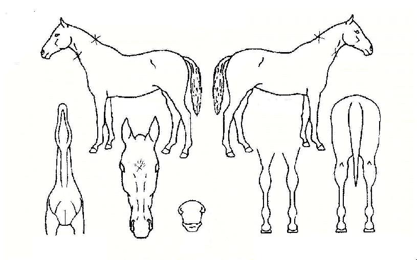 ¶óÀÌ¡ŷÀÇ Ãø¸é,¿ì¸é,µÞ¸é,µÎ»ó,´Ù¸®ÀÇ Æ¯Â¡µµÇØ