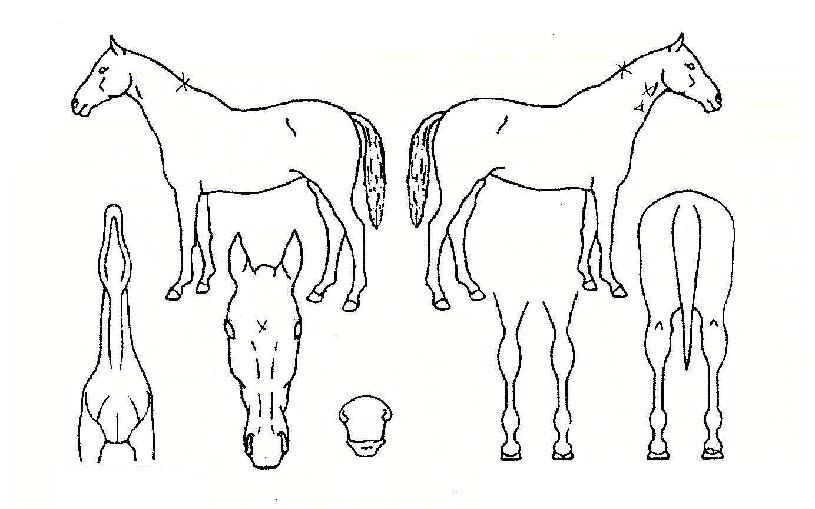 ÀÚÀÌ¾ðÆ®·ÎÁîÀÇ Ãø¸é,¿ì¸é,µÞ¸é,µÎ»ó,´Ù¸®ÀÇ Æ¯Â¡µµÇØ