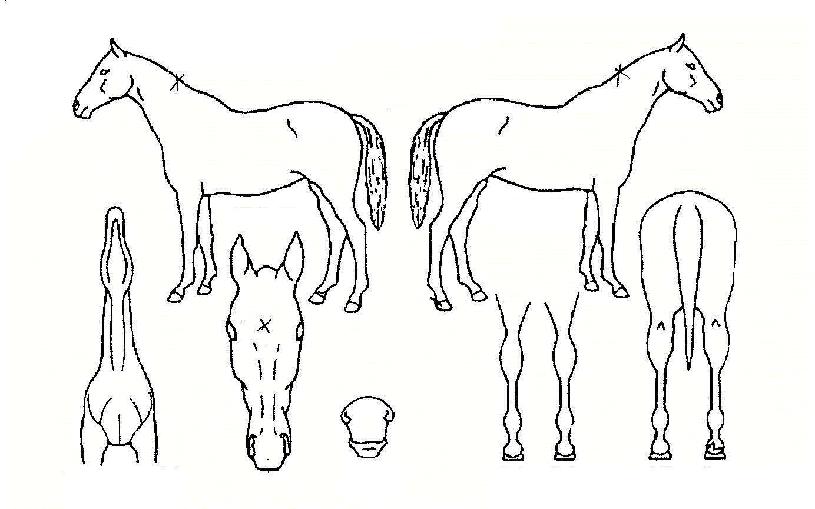 õȣ½Å»çÀÇ Ãø¸é,¿ì¸é,µÞ¸é,µÎ»ó,´Ù¸®ÀÇ Æ¯Â¡µµÇØ