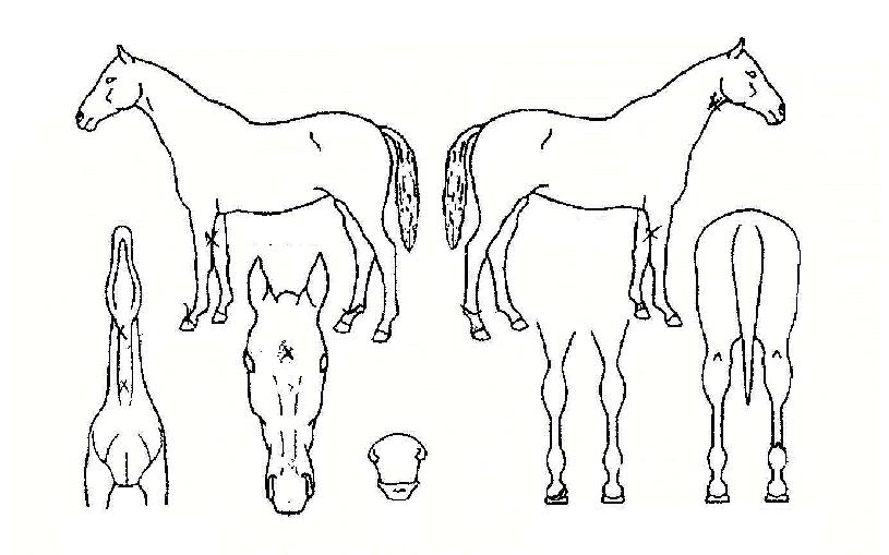 ¹èºíµµµµÀÇ Ãø¸é,¿ì¸é,µÞ¸é,µÎ»ó,´Ù¸®ÀÇ Æ¯Â¡µµÇØ